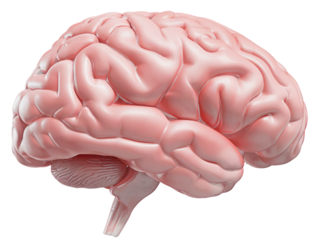 human brain anatomy on transparent background