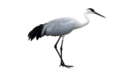 Naklejka premium Demoiselle crane on white background