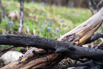 Close-up of charred wood against a vibrant backdrop of blooming wildflowers in a lush spring forest, nature's resilience and beauty.