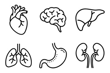 human organ line icon vector kidney, liver, brain, stomachs.eps