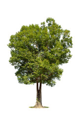 Trees isolated on white background, tropical trees isolated used for design, advertising and architecture...