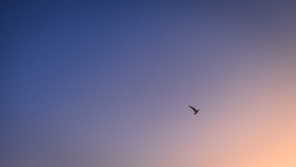 Sunset time. A seagull flying high in the sky.