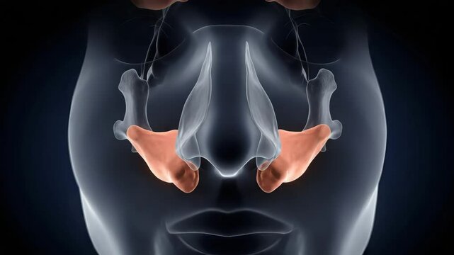 Submandibular salivary glands anatomy illustration