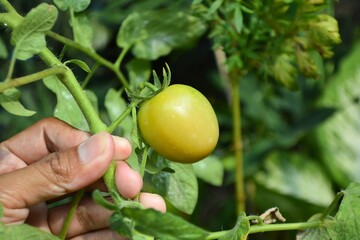 Green tomato on its tree