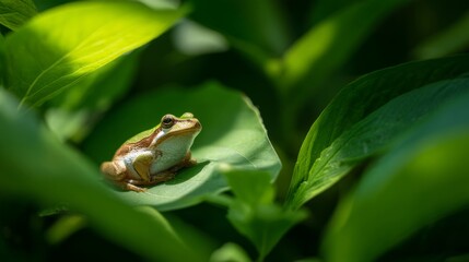 Tree frog resting on a vibrant leaf, bathed in soft sunlight - nature's delicate balance in a hidden world

