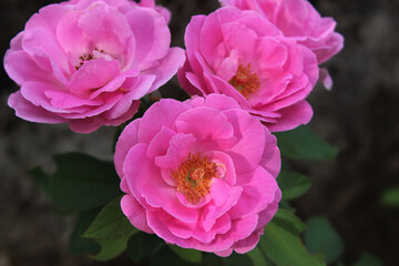 Fototapeta premium pink rose flower