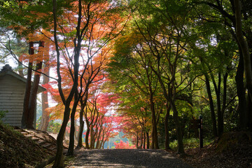 紅葉に囲まれた秋の小径