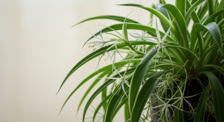 Fototapeta premium Closeup of Spider Plant with White Flowers and Long Green Leaves