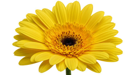 Radiant yellow daisy bursts with vibrant life