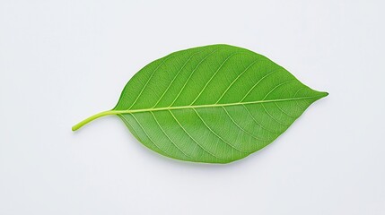 A single green leaf with visible veins placed on a plain white background.