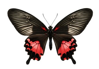 Fototapeta premium Isolated crimson rose butterfly with open wings on white background, studio shot