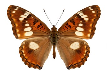 Fototapeta premium Brown butterfly with white spots on its wings isolated on white background