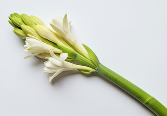 Tuberose flower stalk with white blossoms and green buds on white background