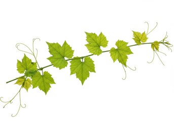Fototapeta premium Grapevine branch with green leaves and tendrils on white background