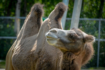 A close-up shot of a two-humped camel at the zoo on a sunny summer day