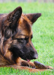 German Shepherd dog looks intently at his fish
