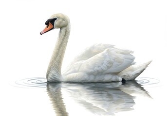 Fototapeta premium Elegant swan swimming gracefully in water with reflection on white background