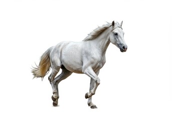 Elegant white horse trotting gracefully on a clean white background