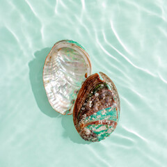 Set of abalone seashells floating on clear turquoise water with sun glare and waves. Shells of natural iridescent and rough textures. Minimal style pattern sea and ocean life background, copyspace