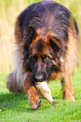 German Shepherd dog looks attentively and holds his fish in his mouth