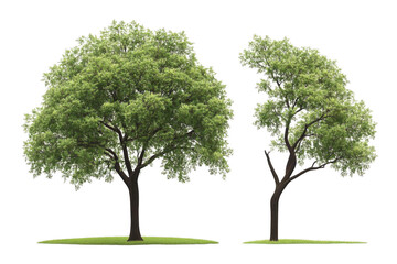 Obraz premium View of Two Trees Stand Tall in Green Field. +Nature