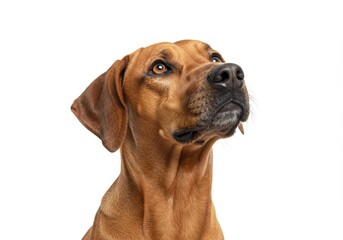 Rhodesian ridgeback looking up against a white background in a studio shot