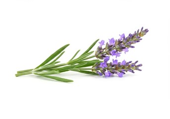 Obraz premium Sprig of lavender with purple flowers and green leaves on white background