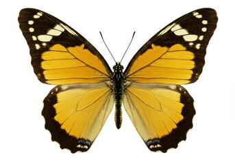 Monarch butterfly with yellow wings and black markings isolated on white background