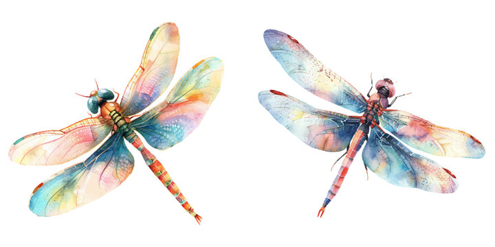 dragonfly watercolor vector illustration