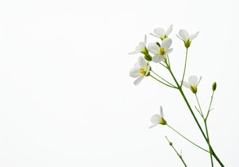 Obraz premium Delicate white flowers bloom on a slender green stem against a white background