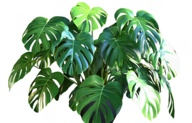 Lush monstera plant with large, vibrant green leaves showcasing unique splits and holes, creating tropical and lively atmosphere in any space