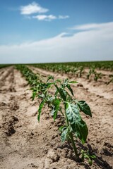 Young Tomato Plant Growing in Field on Sunny Day Low Angle Agriculture Cultivation