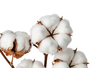 Fluffy White Cotton Plant Closeup Soft Texture Natural Bolls Branch Macro Fiber Image Photo Floral