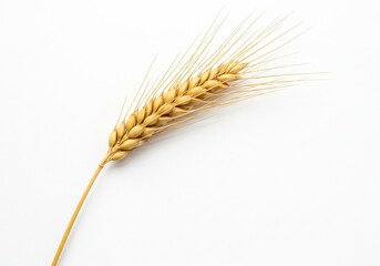 Golden Wheat Ear Isolated on White Background Natural Harvest Agriculture food farm crop ripe grain