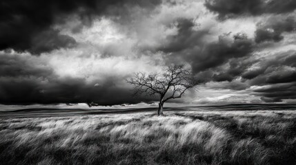 Obraz premium Lone bare tree in windswept field under dramatic cloudy sky