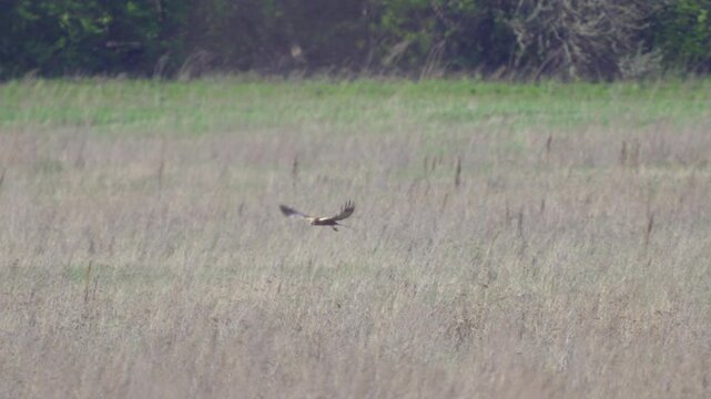 A western marsh harrier (Circus aeruginosus) in flight. The bird against the backdrop of a spring meadow. Wildlife. Slow motion.