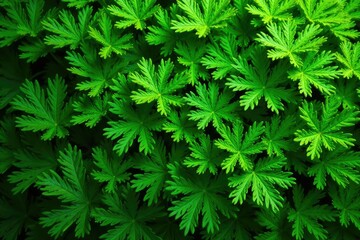 Fototapeta premium Intricate parsley leaf pattern, vibrant green hues, texture, ingredient, nature