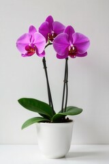 Naklejka premium A vibrant pink orchid showcases its beauty within a simple white container , pretty, floral, white