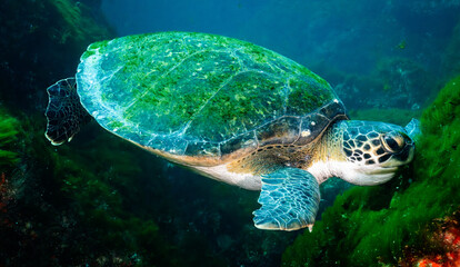 Green turtle feeding at Laje de Santos, Brazil