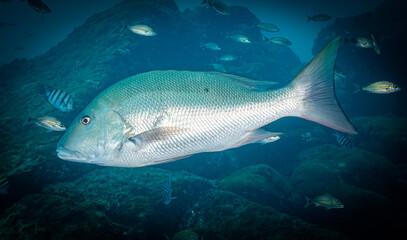 Cubera Snapper at Laje de Santos, Brazil