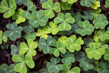 detail of green clover patch