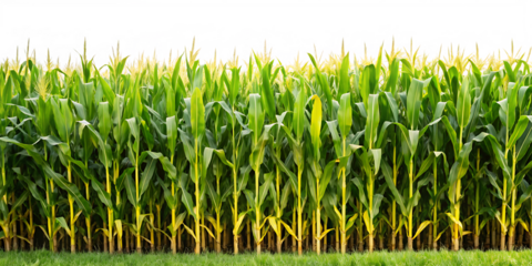 A cornfield isolated on white background PNG