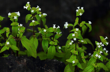 The beauty of white wildflowers on the limestone mountains in northern Thailand

