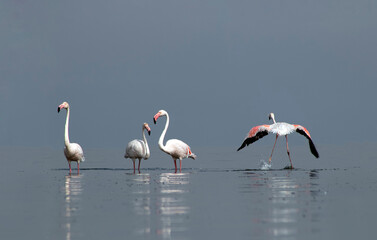 African wild birds. A flock of great flamingos on the blue lagoon against the bright sky