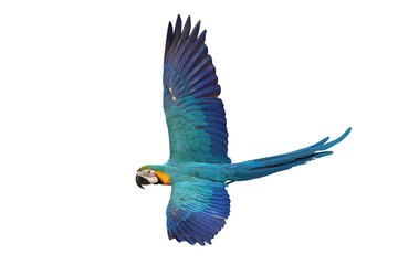 Colorful flying Blue and Gold Macaw parrot isolated on transparent background png file