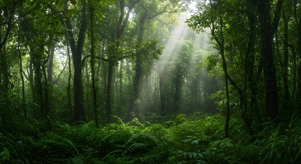 Obraz premium Lush rainforest canopy with sunlight filtering through (horizontal). 