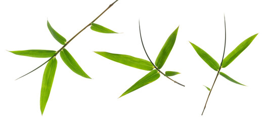 green bamboo leaves isolated on a white background