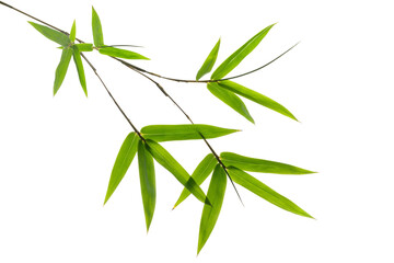 green bamboo leaves isolated on a white background