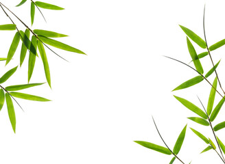 green bamboo leaves isolated on a white background