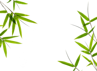 green bamboo leaves isolated on a white background